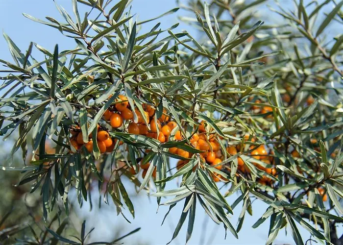 Torsholt Сasa de vacaciones *